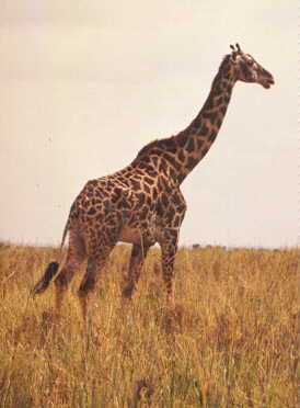 natuurlijk kamp afrika